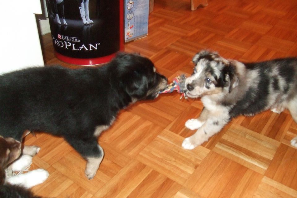 Tana's puppies 2009 - 7th week - foto povečava