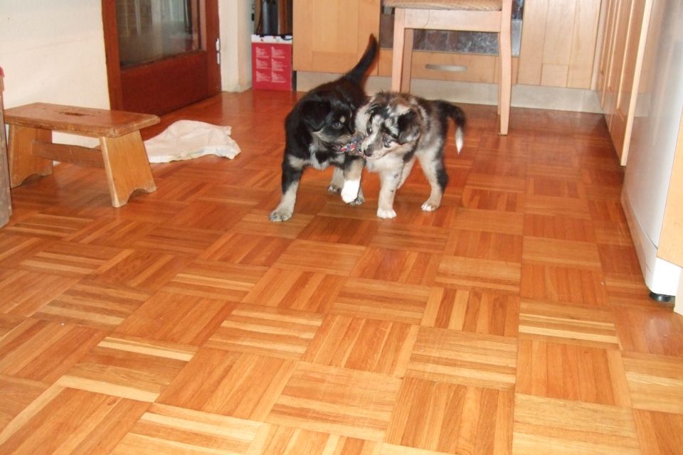 Tana's puppies 2009 - 7th week - foto povečava