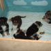 Tana's puppies 2009- 8th week