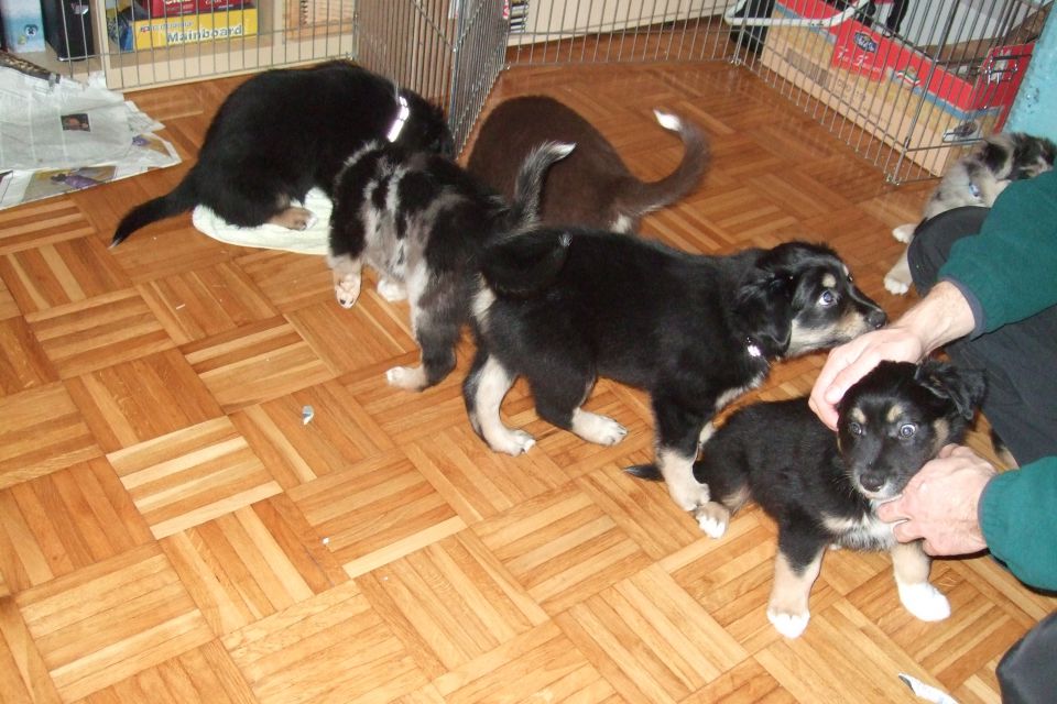Tana's puppies 2009- 8th week - foto povečava