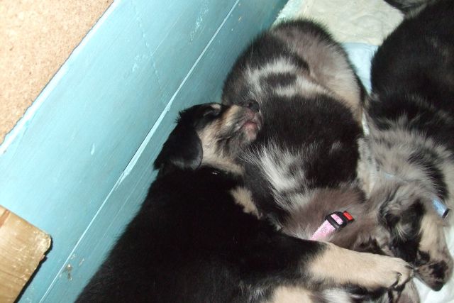 Tana's puppies 2009- 8th week - foto