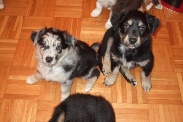 Tana's puppies 2009- 8th week - foto