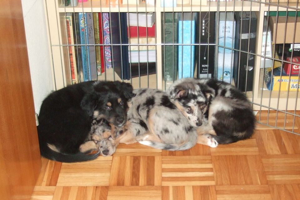 Tana's puppies 2009- 8th week - foto povečava