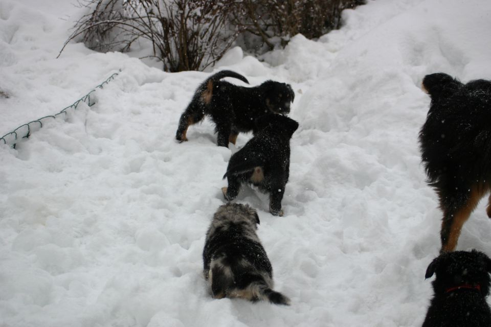 Tana's puppies - first winter - foto povečava