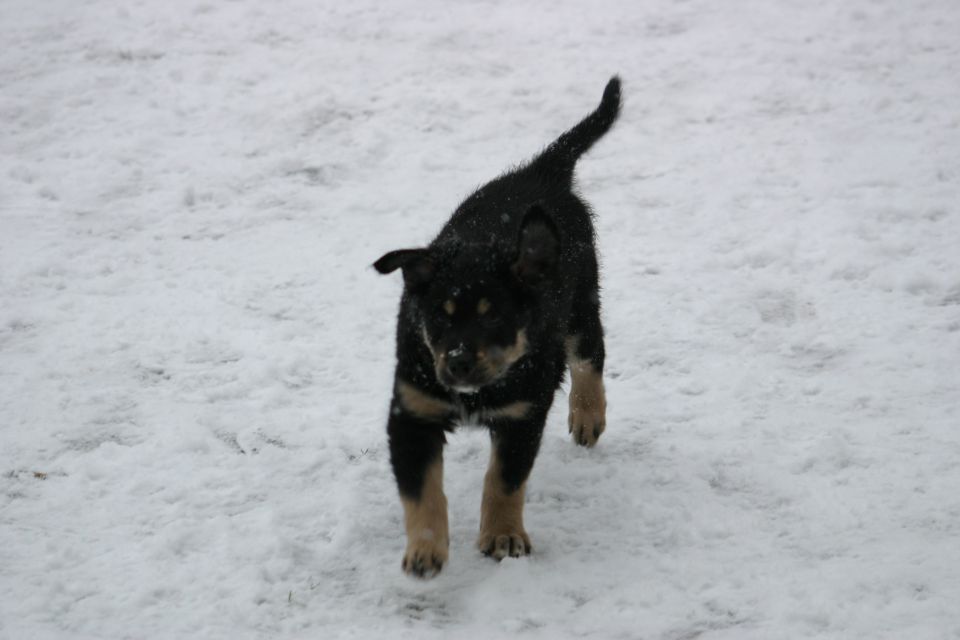 Tana's puppies - first winter - foto povečava