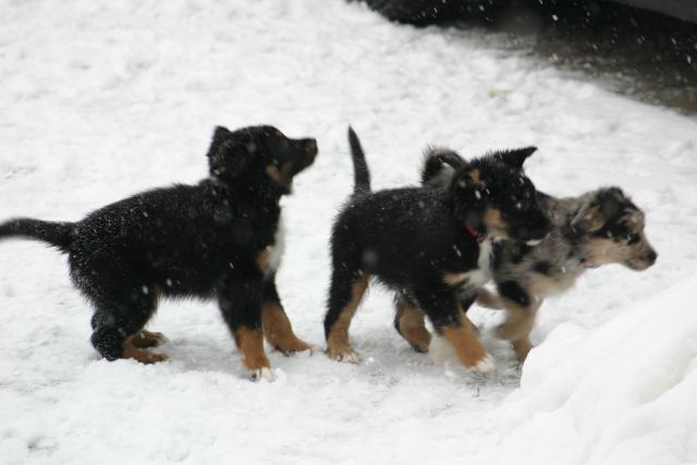 Tana's puppies - first winter - foto