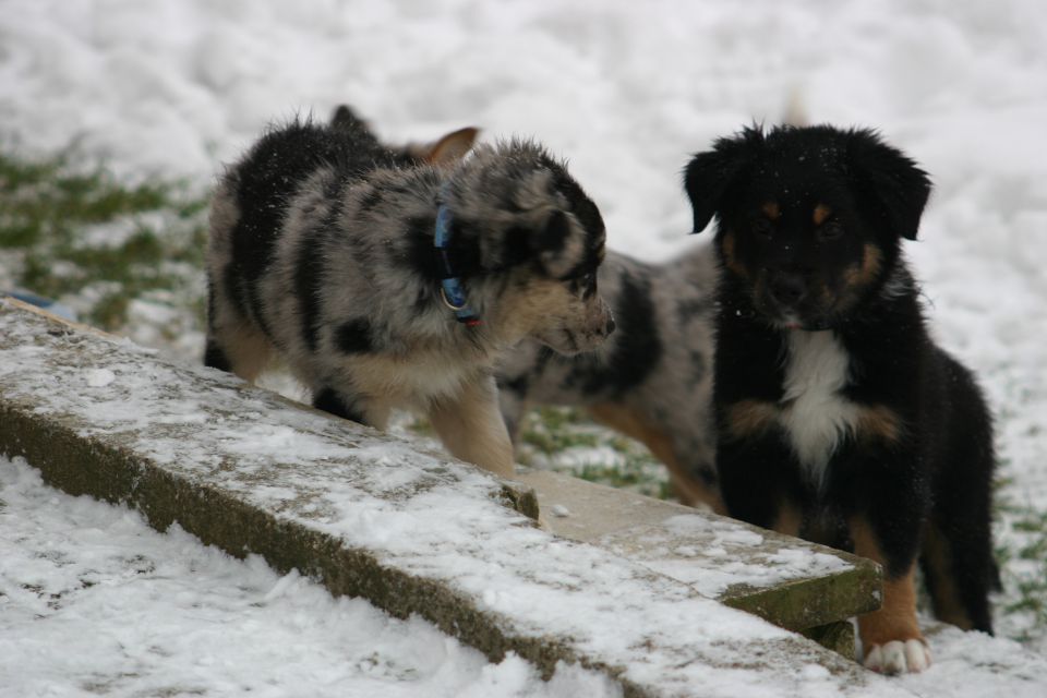 Tana's puppies - first winter - foto povečava