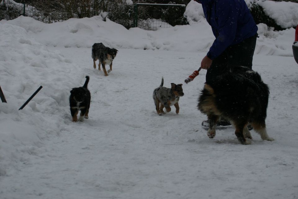 Tana's puppies - first winter - foto povečava