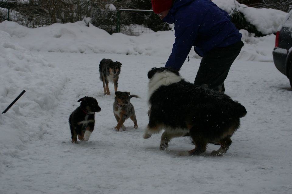 Tana's puppies - first winter - foto povečava