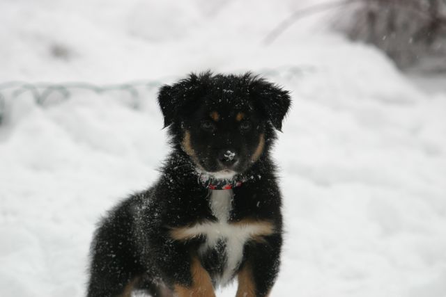 Tana's puppies - first winter - foto