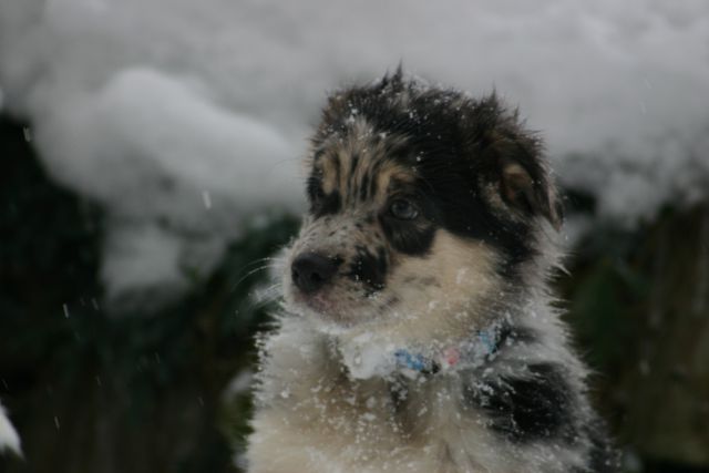 Tana's puppies - first winter - foto