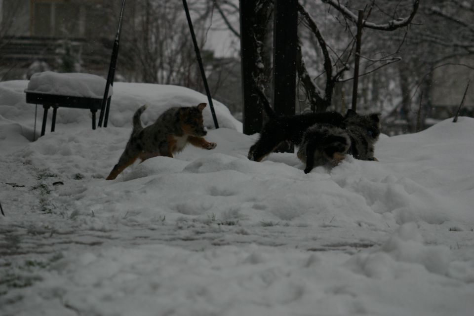Tana's puppies - first winter - foto povečava