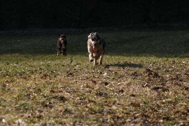 Tana's puppies 2009/2010 - foto