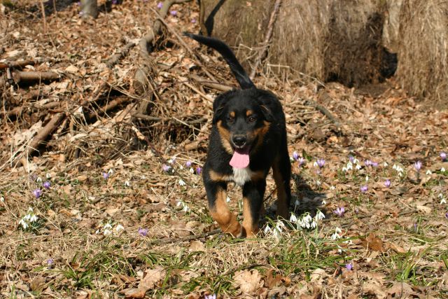 Tana's puppies 2009/2010 - foto