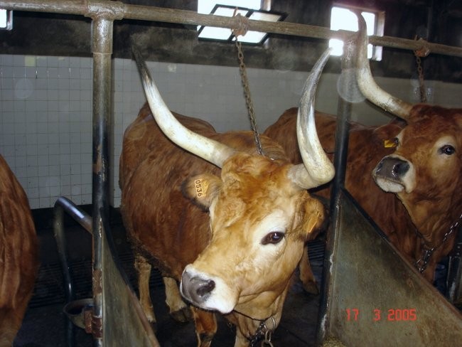 Origin of this cattle is Portugal