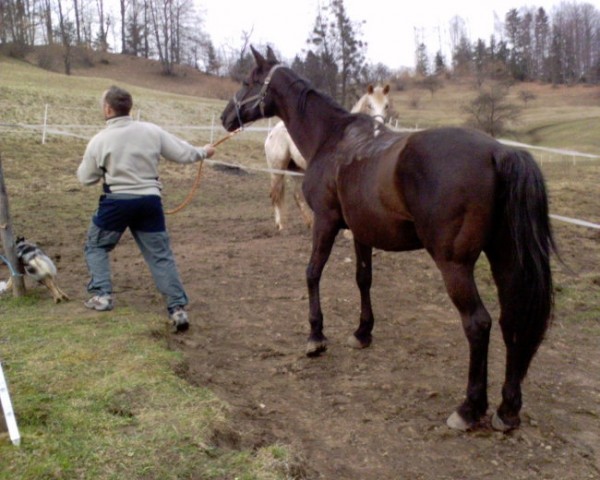 Horses - foto