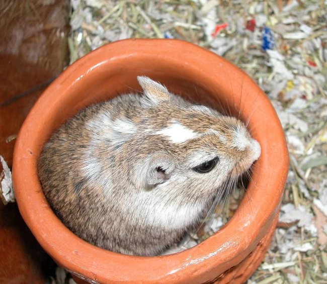 Gerbils, tropical fish... - foto povečava