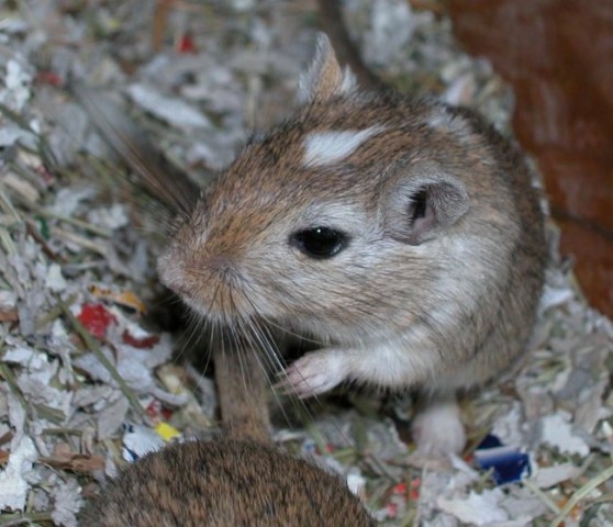 Gerbils, tropical fish... - foto