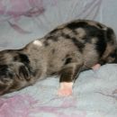 BOY - blue-merle 
Master of puppies 310g