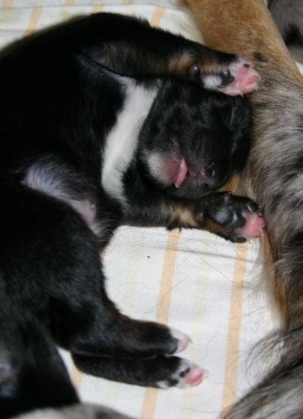 AUSTRALIAN SHEPHERD PUPPIES - 1.week - foto povečava