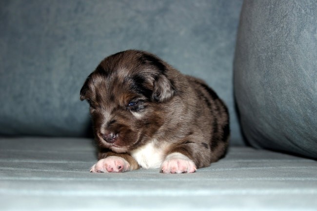 AUSTRALIAN SHEPHERD PUPPIES - 3.week - foto povečava