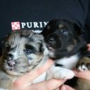 Blue-merle girl und black-tri boy