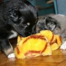 Toys are great!