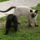 Dogs and cats