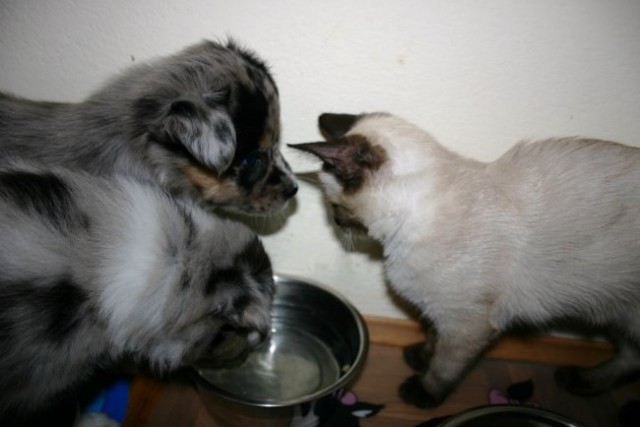 Drinking water together