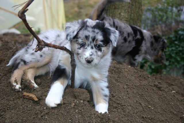 AUSTRALIAN SHEPHERD PUPPIES - 7.week - foto povečava