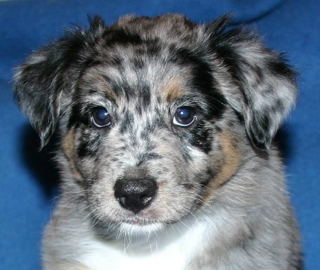 AUSTRALIAN SHEPHERD PUPPIES - 8.week - foto