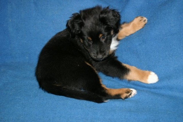 AUSTRALIAN SHEPHERD PUPPIES - 8.week - foto