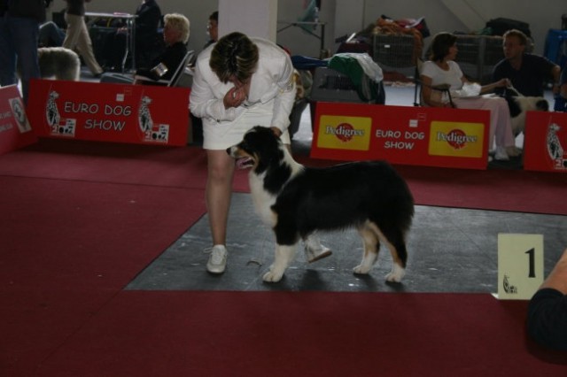 European dog show Zagreb 2007  - foto