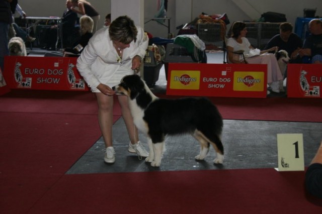 European dog show Zagreb 2007  - foto