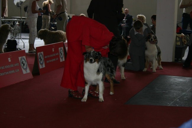 European dog show Zagreb 2007  - foto povečava