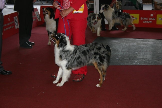 European dog show Zagreb 2007  - foto povečava