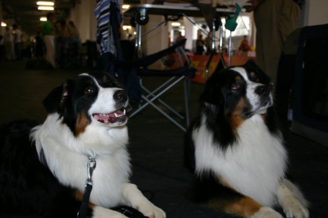 European dog show Zagreb 2007  - foto