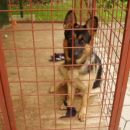 Moj pes Jimmy