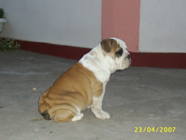 Bulldog - foto