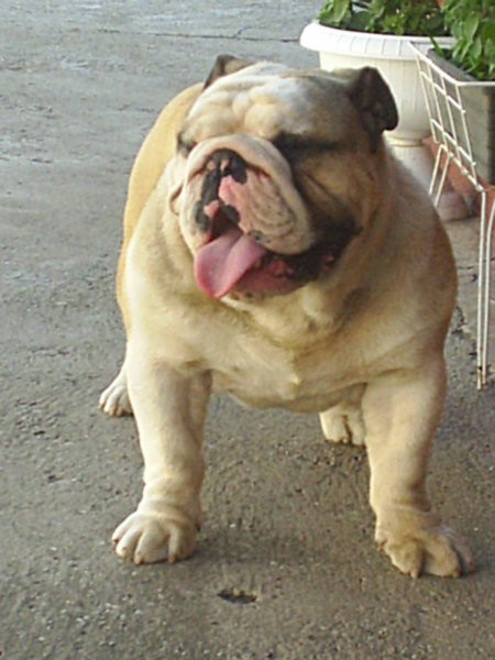 Bulldog - foto