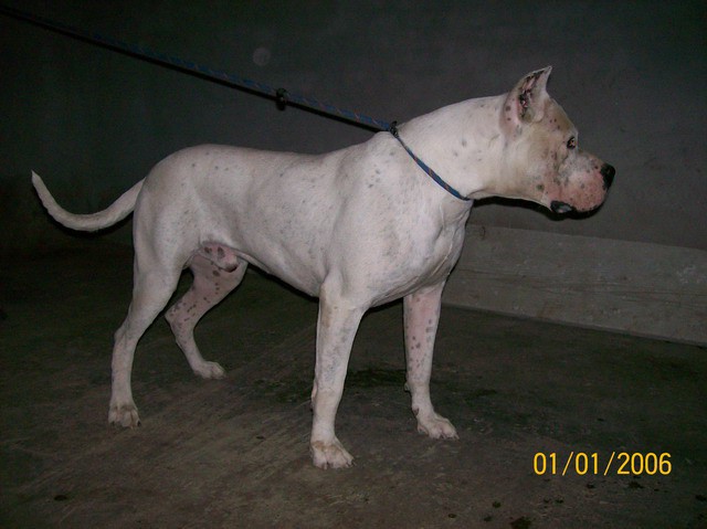 Dogo Argentino - foto povečava