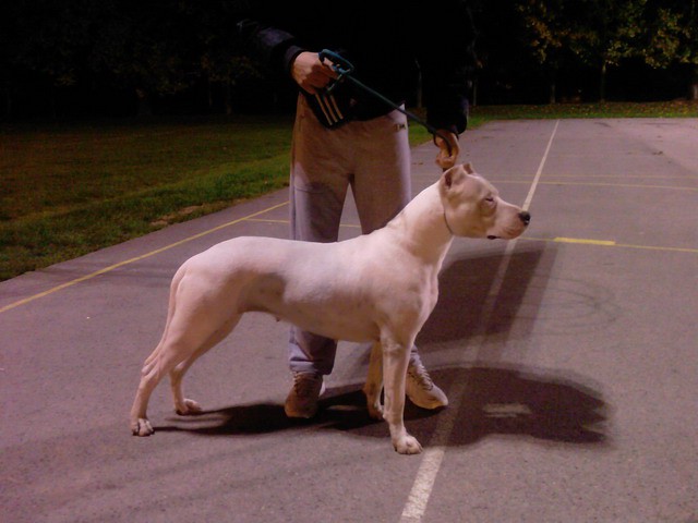 Dogo Argentino - foto povečava