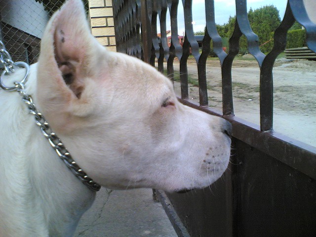 Dogo Argentino - foto