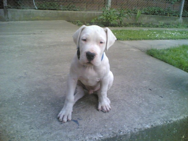 Dogo Argentino - foto