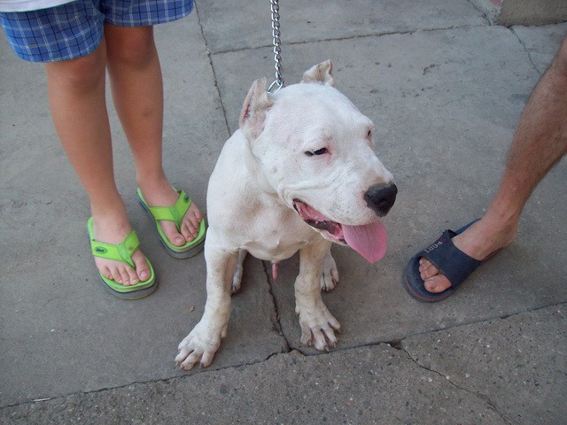 Dogo Argentino - foto povečava