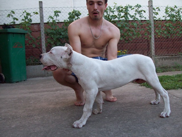 Dogo Argentino - foto