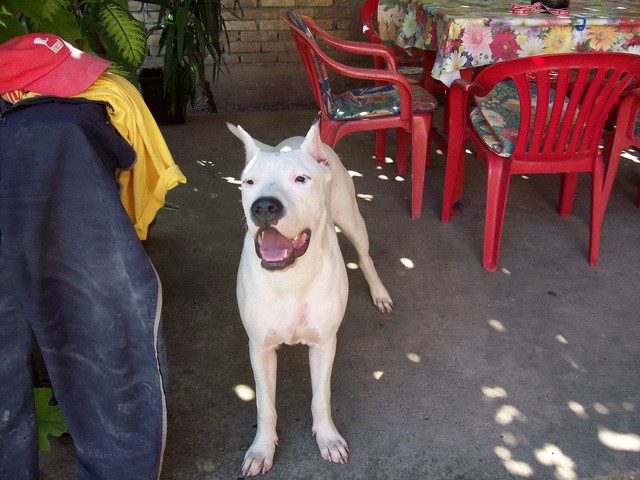 Dogo Argentino - foto