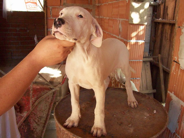 Dogo Argentino - foto povečava