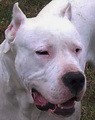 Dogo Argentino - foto povečava