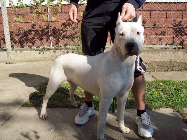 Dogo Argentino - foto povečava